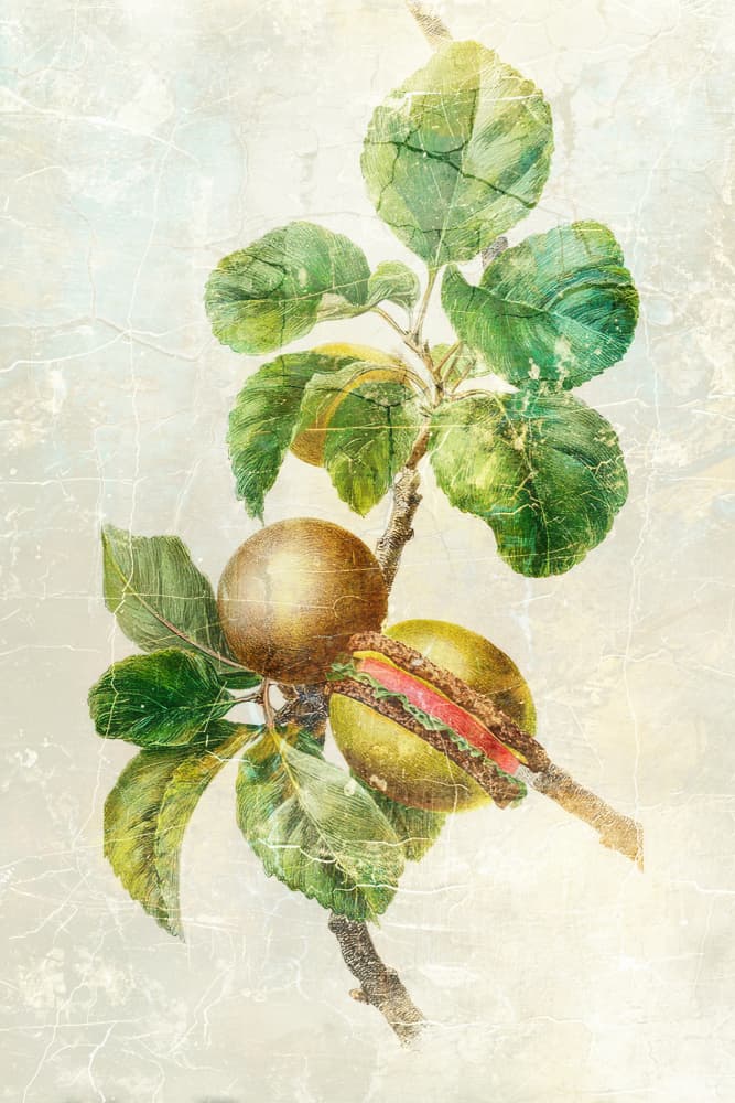Golden Apple Branch by Rafal Kulik — canvas wall art