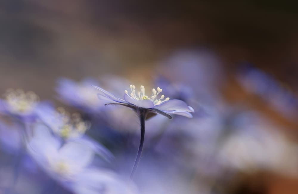 Delicate Spring Bloom by Ylva Sjögren — canvas wall art
