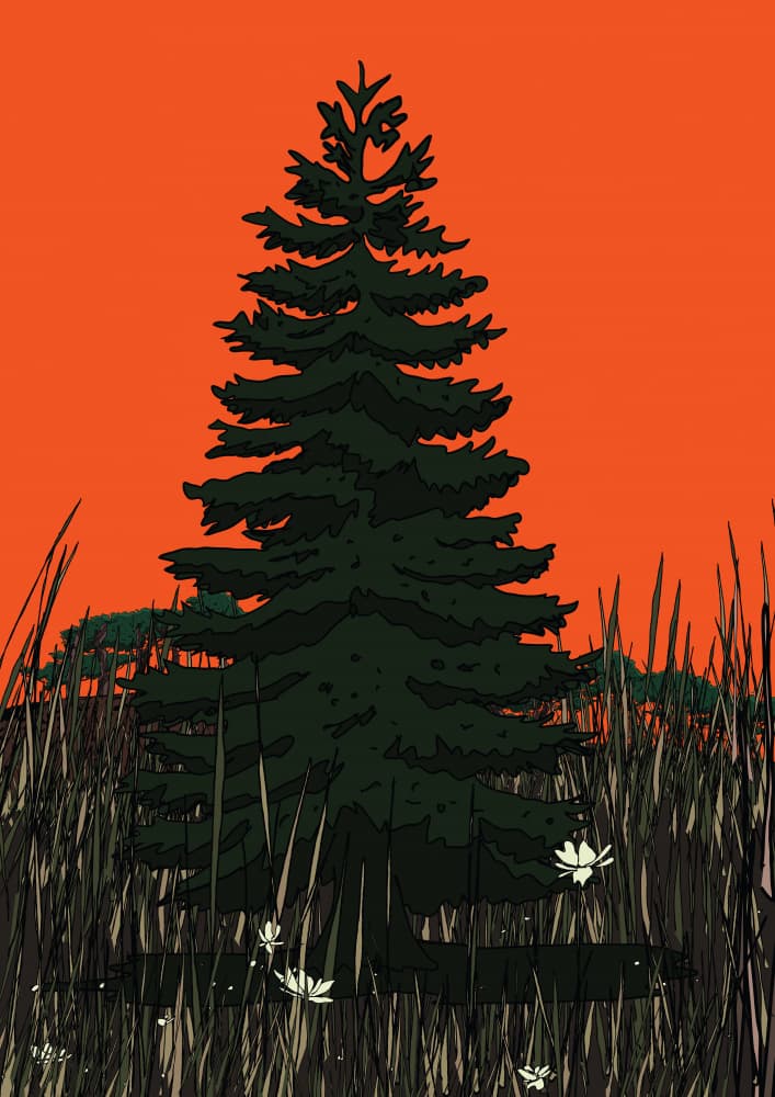 Dramatic Pine Sunset by Nicholas — canvas wall art
