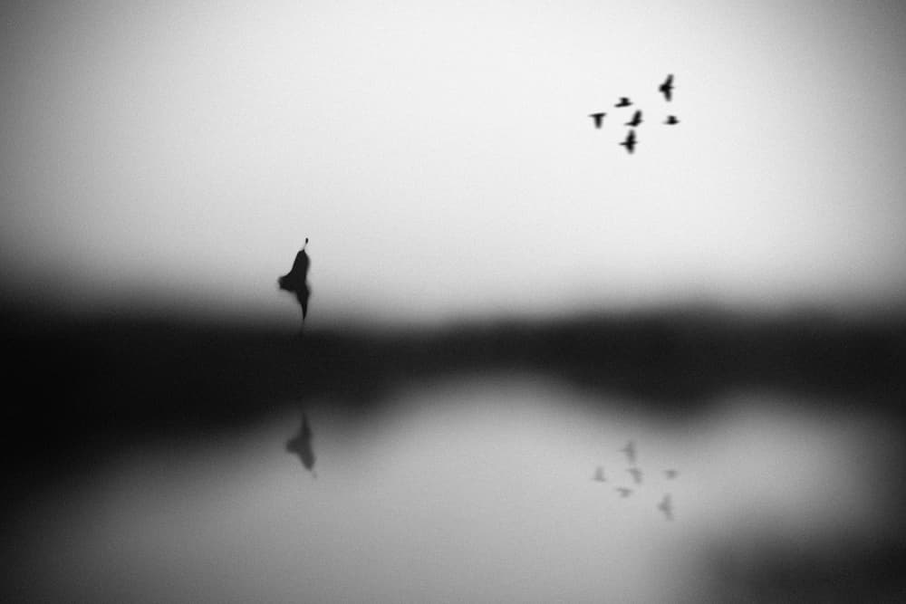 Serene Birds Reflection by Hengki Lee — canvas wall art