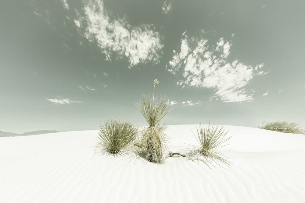 White Desert Serenity by Melanie Viola — canvas wall art
