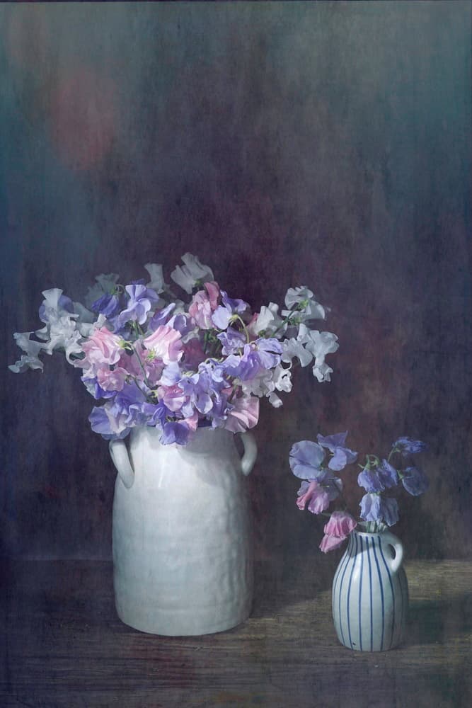 Delicate Sweet Peas by Saskia Dingemans — canvas wall art