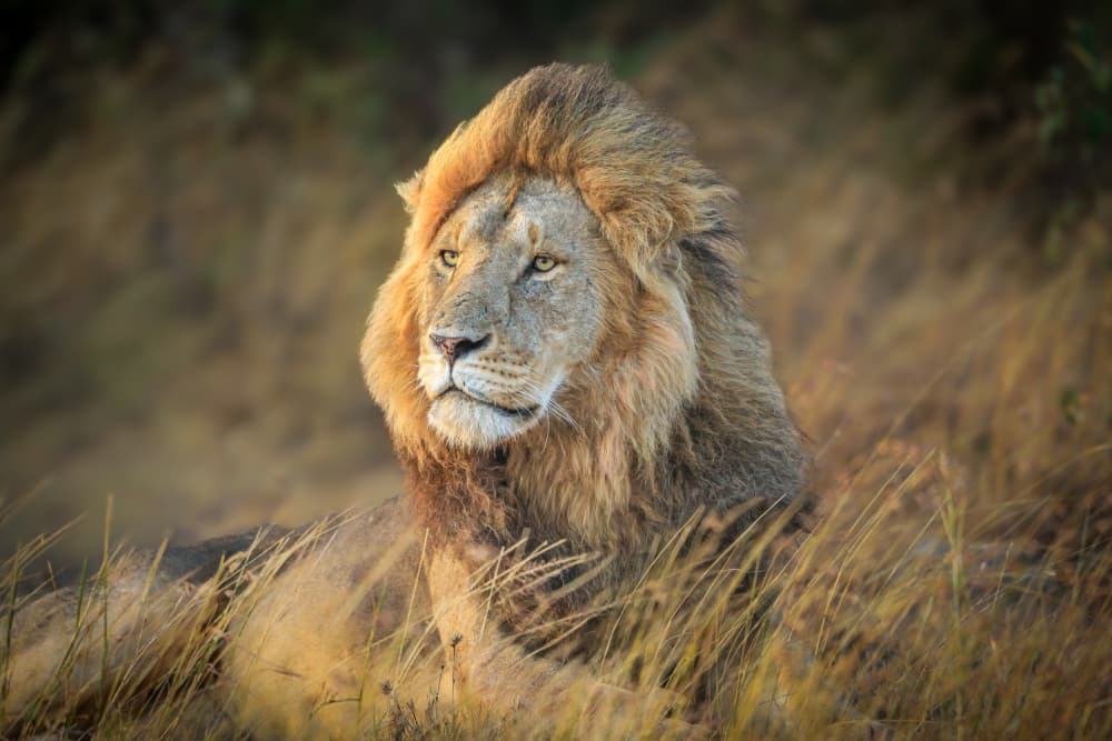 Golden Savannah Lion by Jeffrey C. Sink — canvas wall art