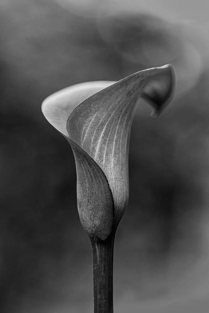 Elegant Calla Lily by Lisa Zhang — canvas wall art
