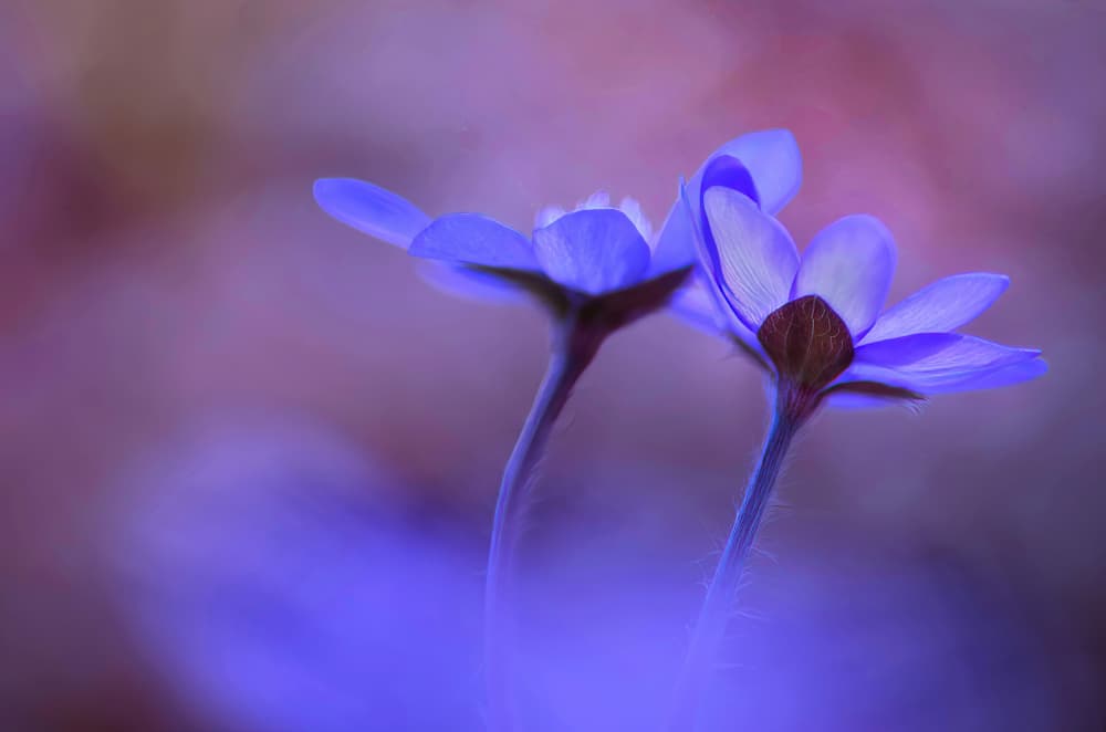 Dreamy Blue Flowers by Ylva Sjögren — canvas wall art