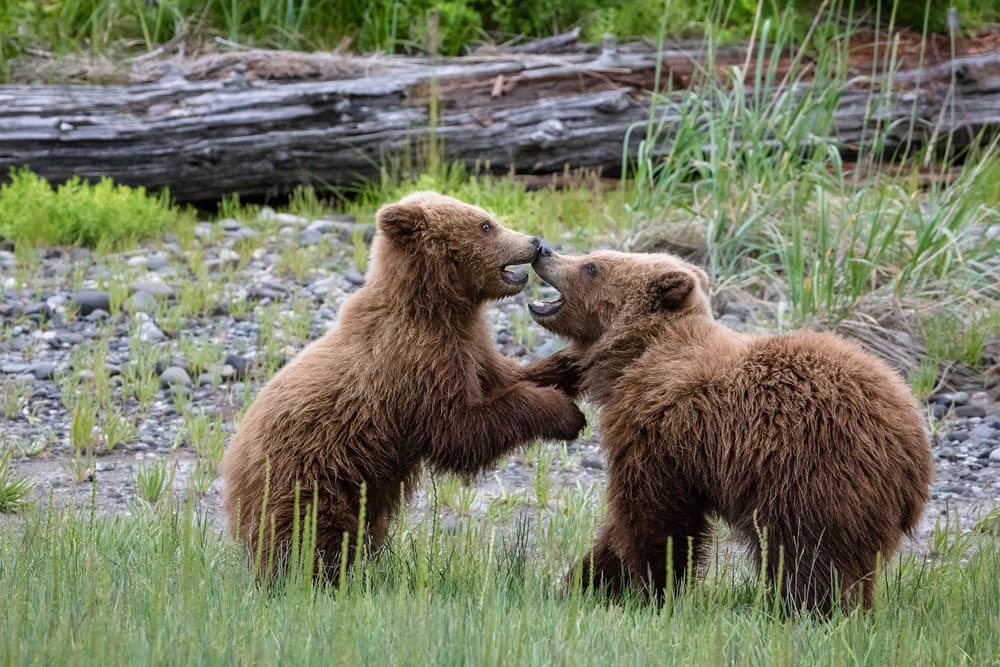Playful Bear Cubs by Renee Doyle — canvas wall art