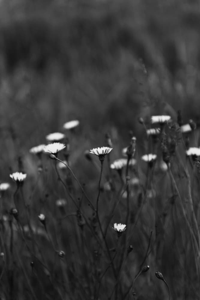 Serene Wildflowers Black White by Lynann Colligan — canvas wall art