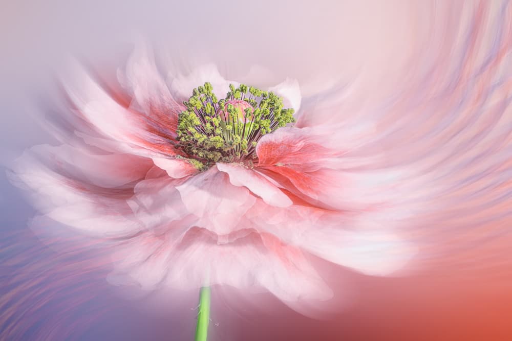 Ethereal Swirling Flower by Lydia Jacobs — canvas wall art