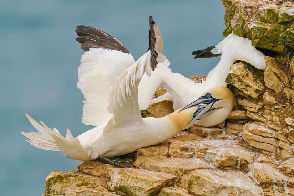 Elegant Gannets On Cliff by Chris Latham — canvas wall art