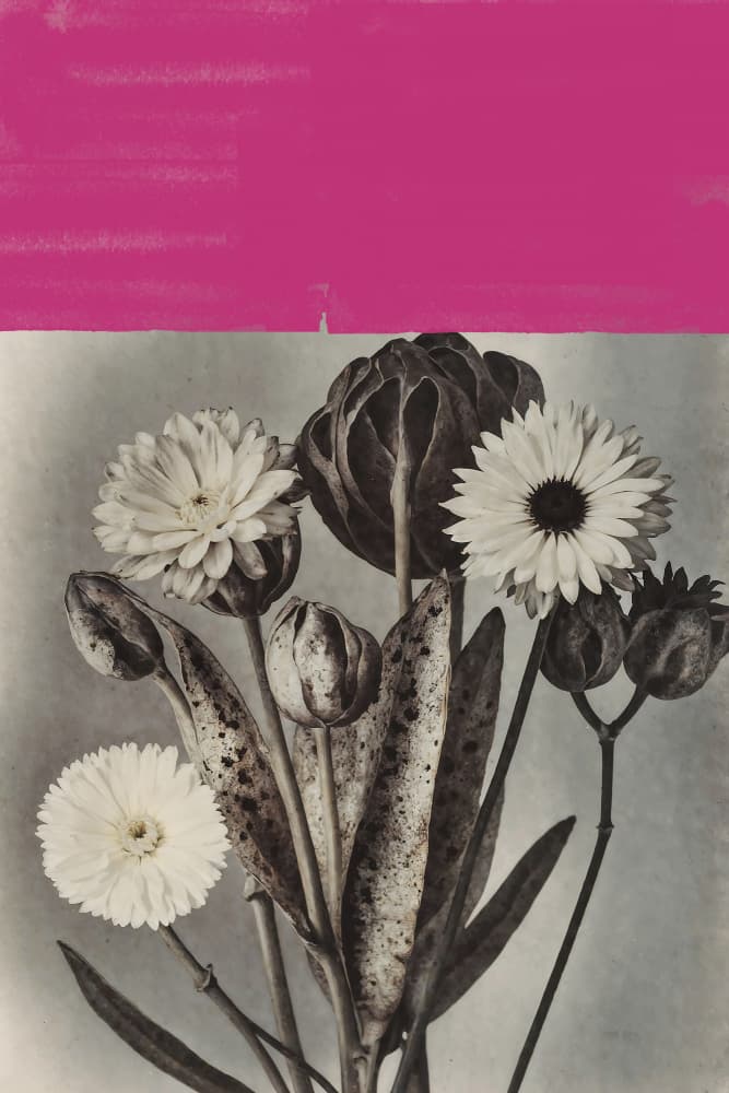 Pink Botanical Contrast by The Art Concept — canvas wall art