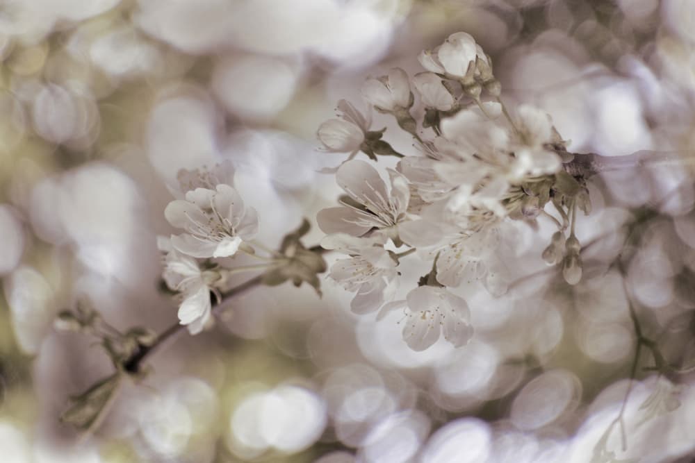 Soft Spring Blossoms by Christina Sillen — canvas wall art