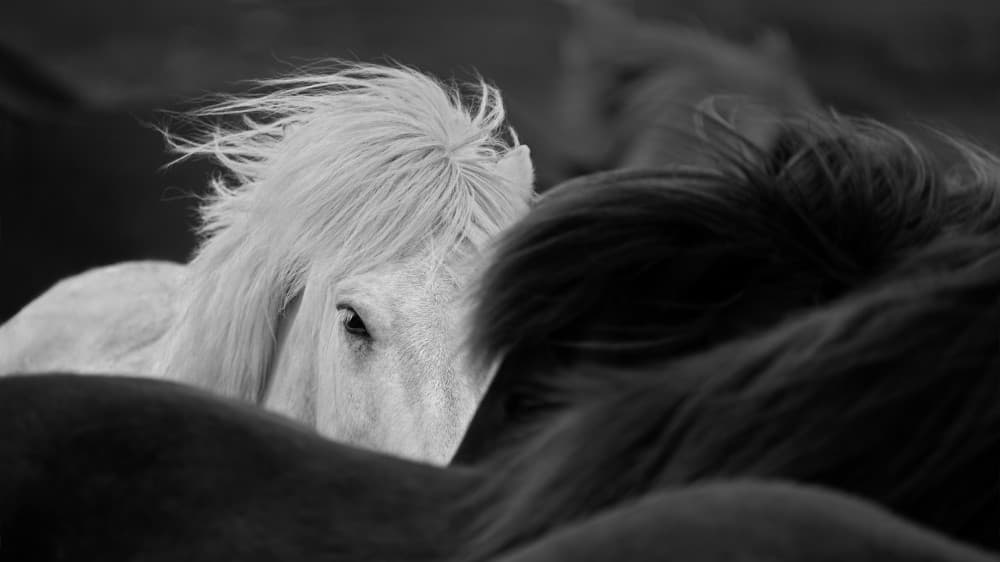 Curious White Horse Gaze by John Fan — canvas wall art