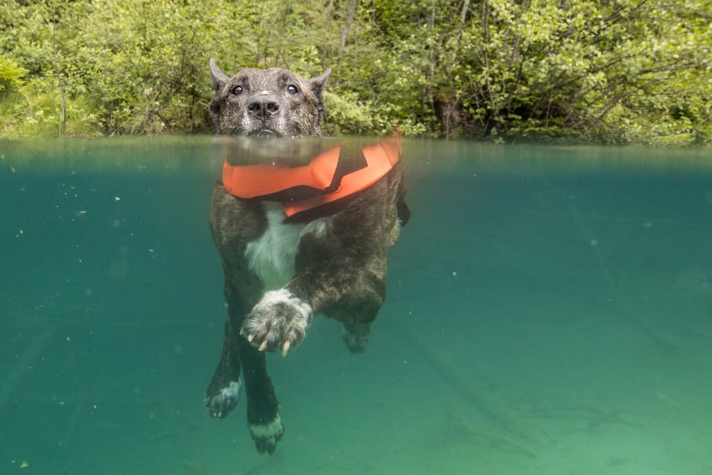 Lake Dog Adventure by Petra Dvorak — canvas wall art