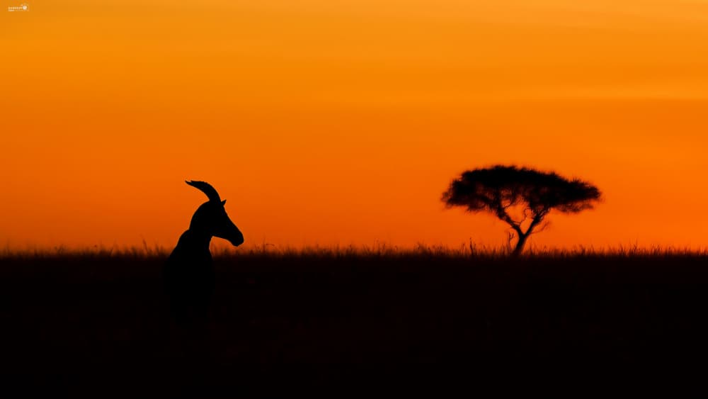Topi at sunrise by Sandeep Shroff — canvas wall art