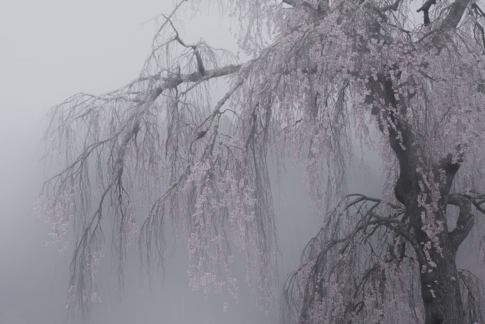 Ethereal Cherry Tree by 土屋正英/Masahide Tsuchiya — canvas wall art
