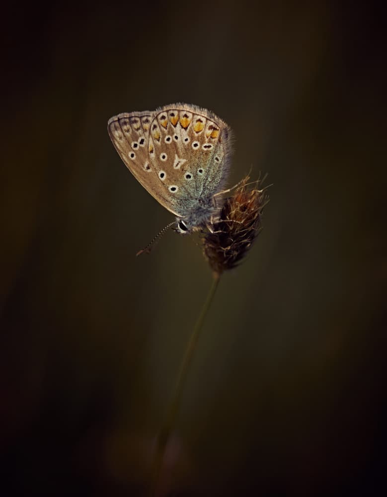 Delicate Resting Butterfly by Stuart Williams — canvas wall art