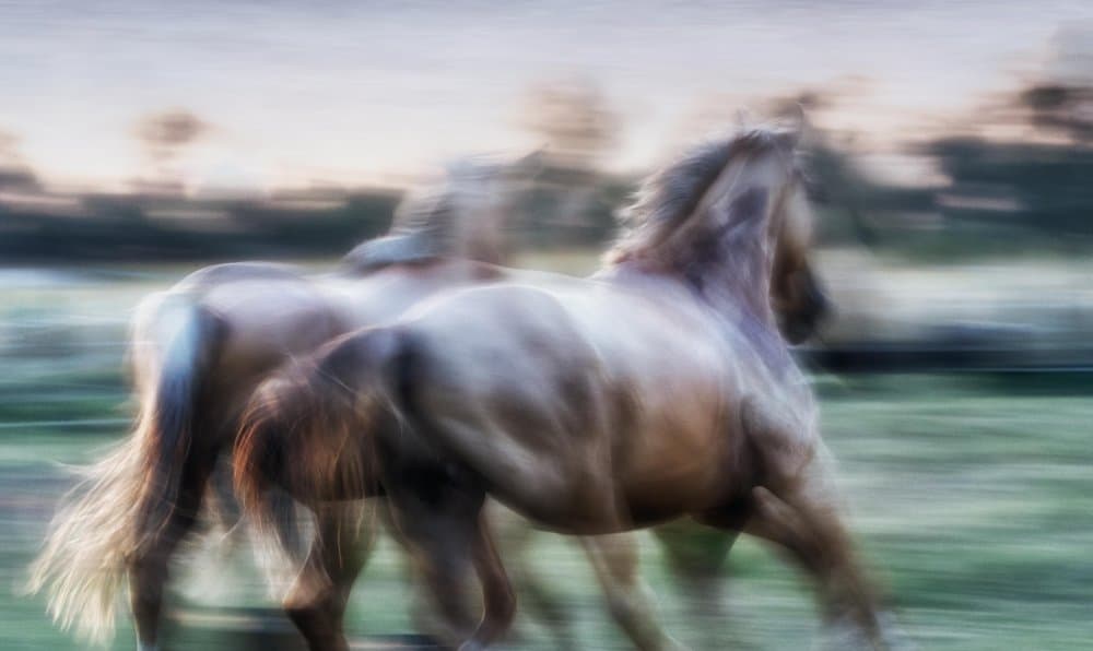 Horses in Fluid Motion by Charlaine Gerber — canvas wall art