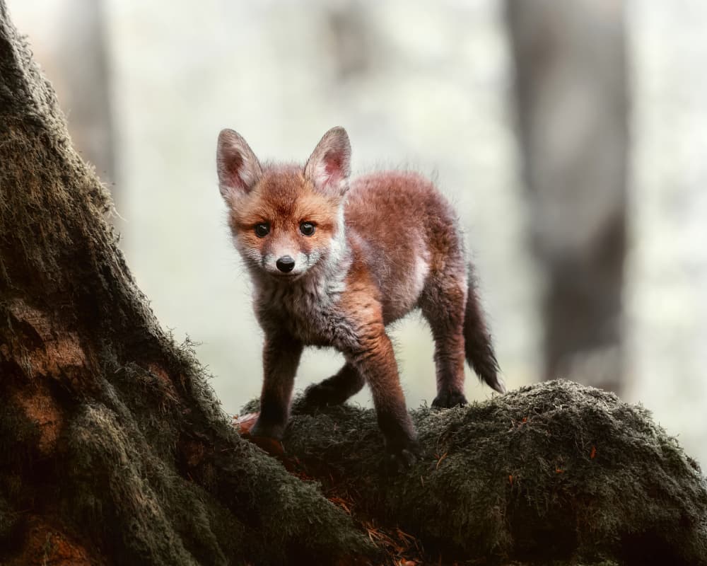 Curious Fox Kit by Michaela Firešová — canvas wall art