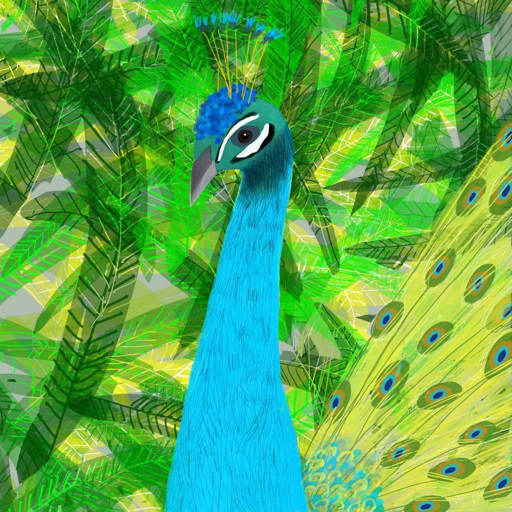 Vibrant Peacock Portrait by Carla Daly — canvas wall art