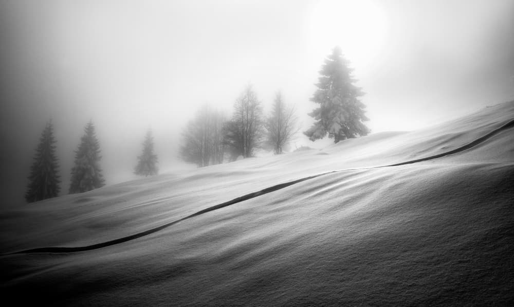 Misty Winter Forest by Ales Krivec — canvas wall art
