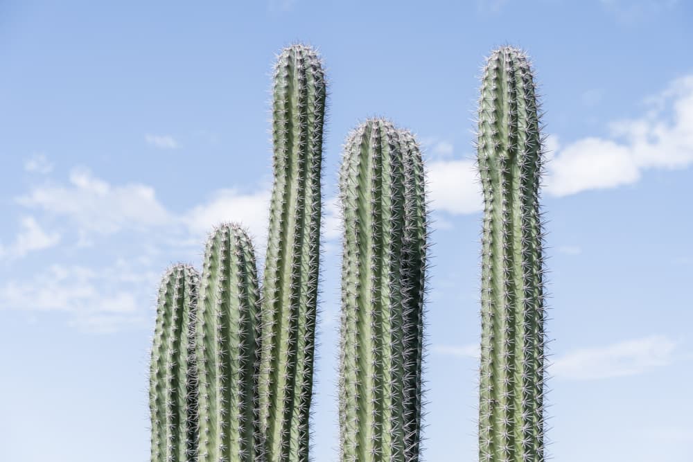 Tall Green Cacti by Photolovers — canvas wall art