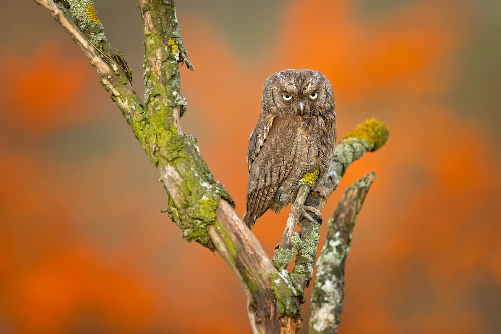 Autumn Owl Gaze by Milan Zygmunt — canvas wall art