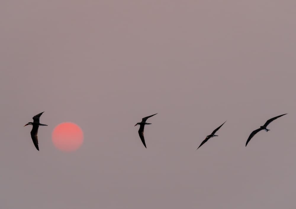 Serene Birds Sunset by Etienne Steenkamp — canvas wall art