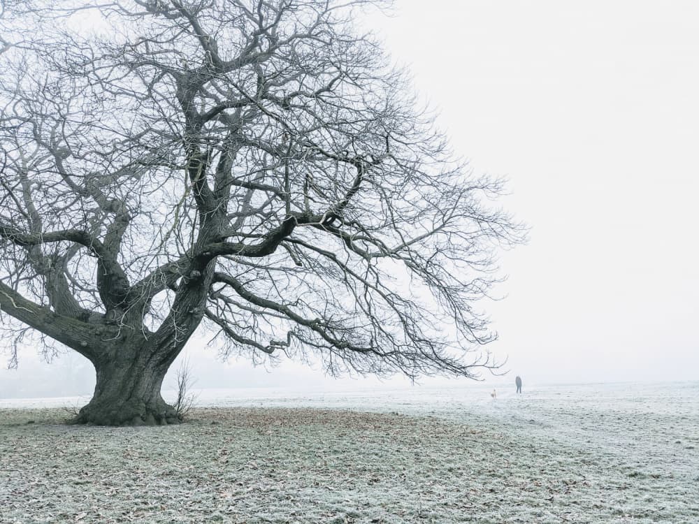Frosty Winter Morning by Elizabeth Allen — canvas wall art