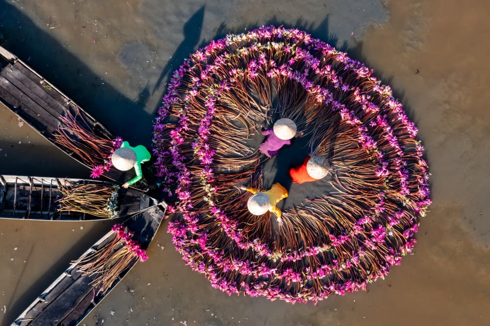 Pink Lotus Harvest by Tran Van Truong — canvas wall art