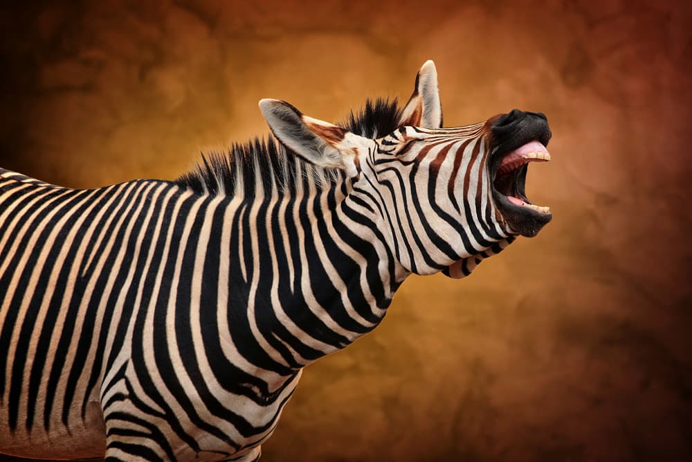 Roaring Zebra by Antje Wenner-Braun — canvas wall art