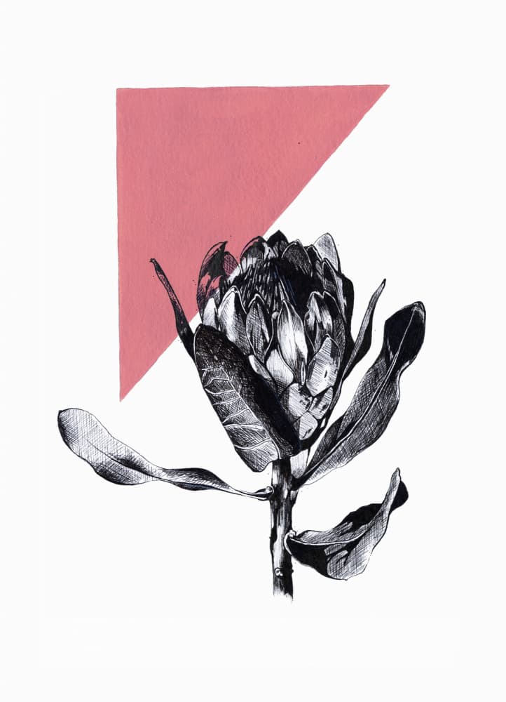 Pink Geometric Protea by Roxanne Moolman — canvas wall art