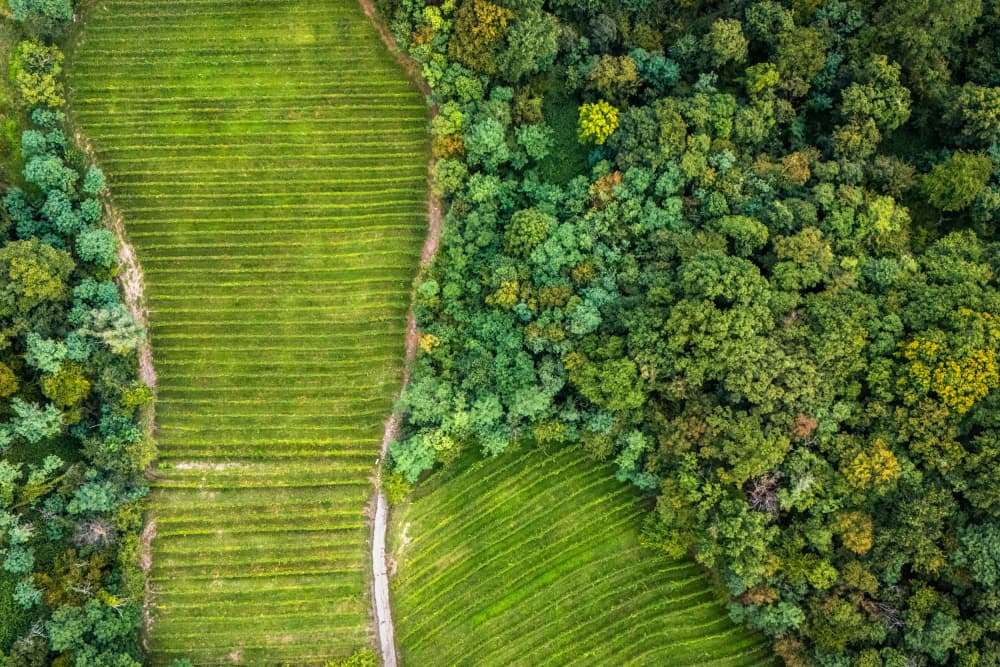 Lush Vineyard Forest by Primož Kožuh — canvas wall art