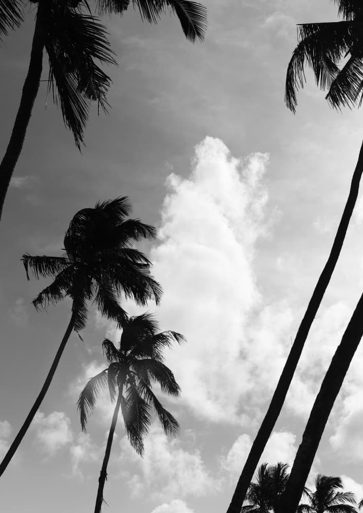 Silhouetted Palms by Shot by Clint — canvas wall art