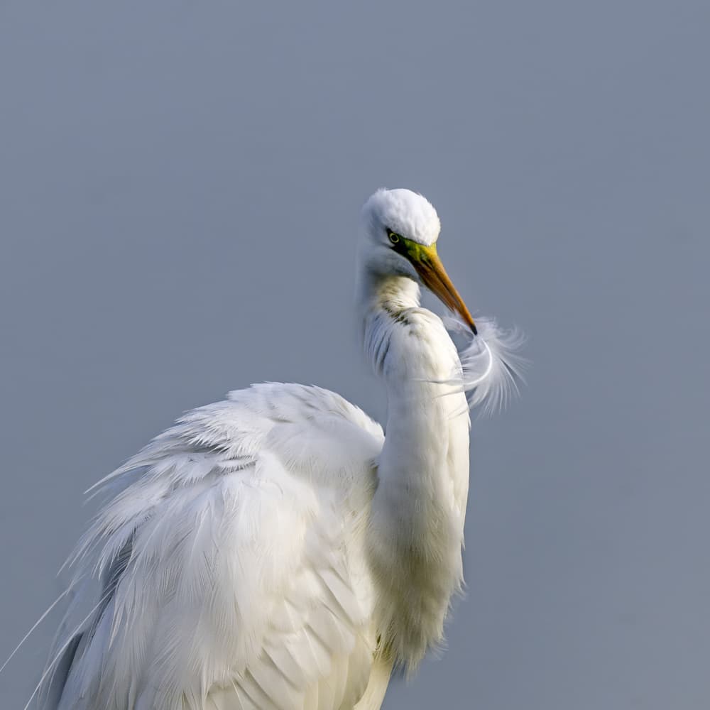 Great Egret Preening by Mallal Moshe — canvas wall art