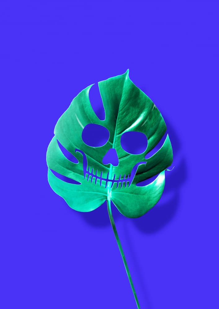 Monstera Skull by Artem Pozdniakov — canvas wall art