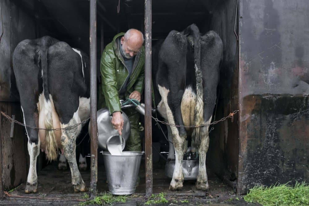 Traditional Farm Milking by Gert van den Bosch — canvas wall art