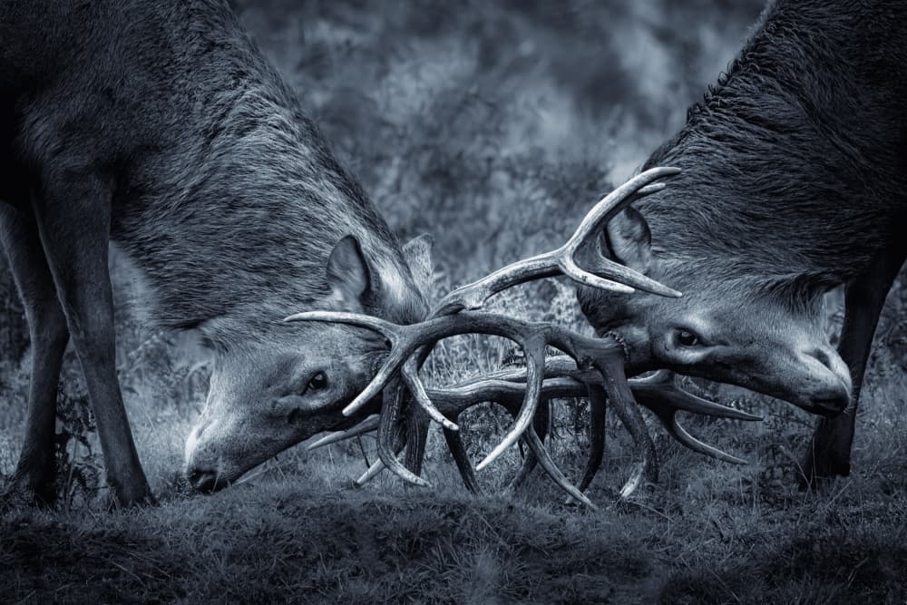 Stags Antlers Clash by Kutub Uddin — canvas wall art