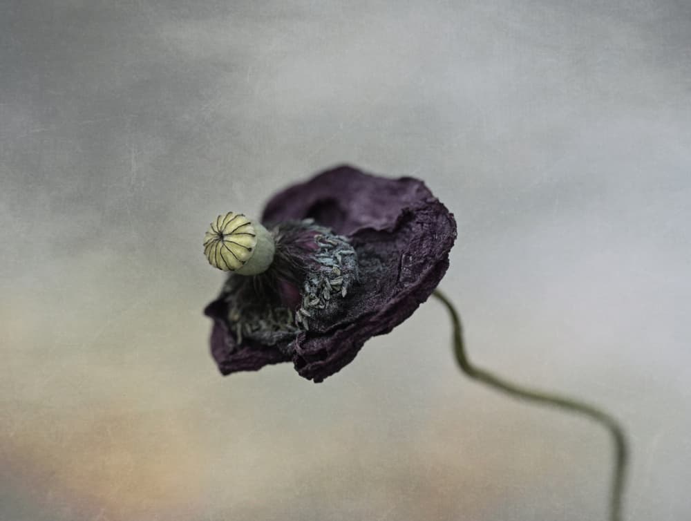 Withered Poppy Grace by Lotte Grønkjær — canvas wall art