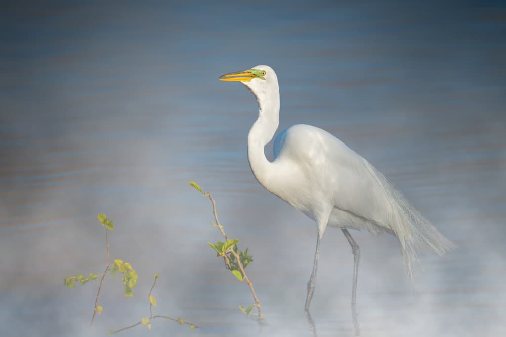 Elegant Egret in Mist by Jennifer Chen APA — canvas wall art