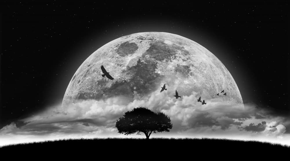 Lone Tree Under Moon by NASSER OSMAN — canvas wall art