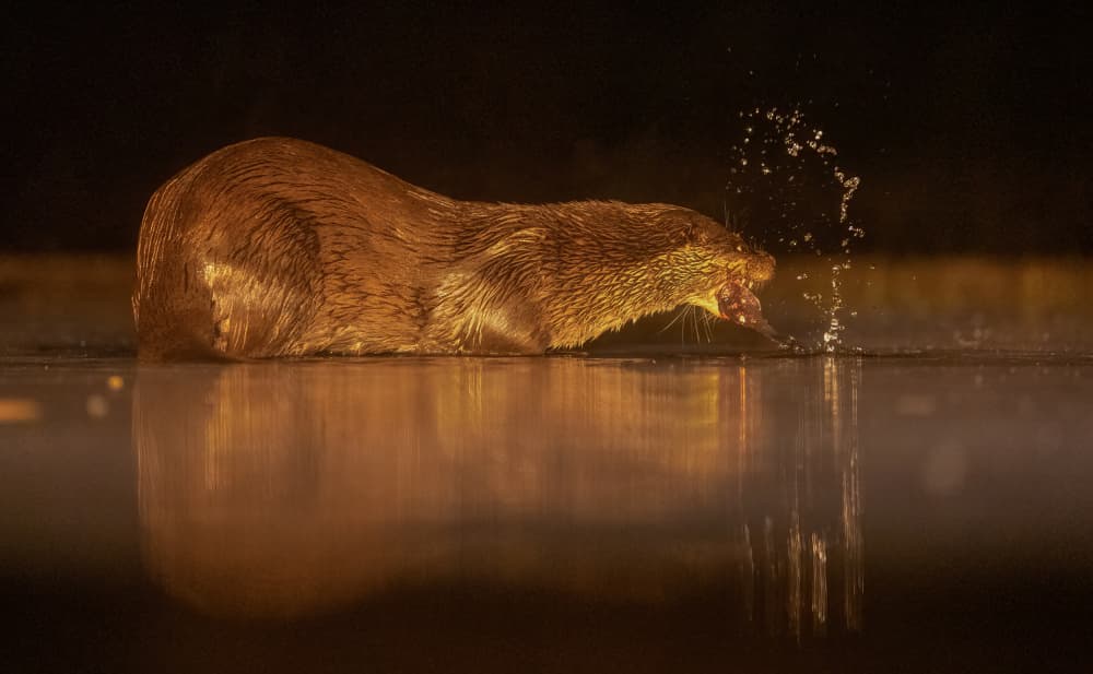 Golden Otter Splash by MIN LI — canvas wall art