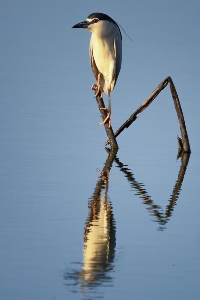 Night Heron Reflection by Abdelkader  Allam — canvas wall art