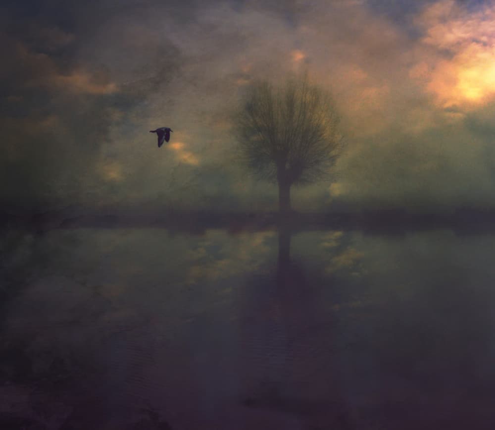 Misty Lone Tree Reflection by Robert Fabrowski — canvas wall art