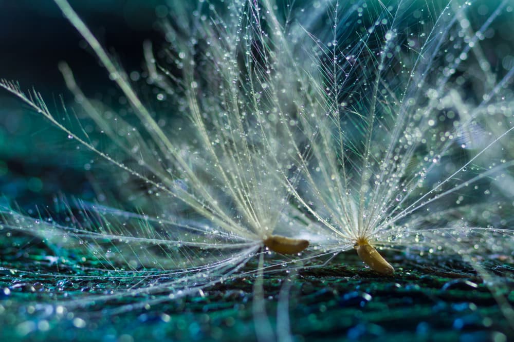 Morning Dew Dandelion by Shihya Kowatari — canvas wall art