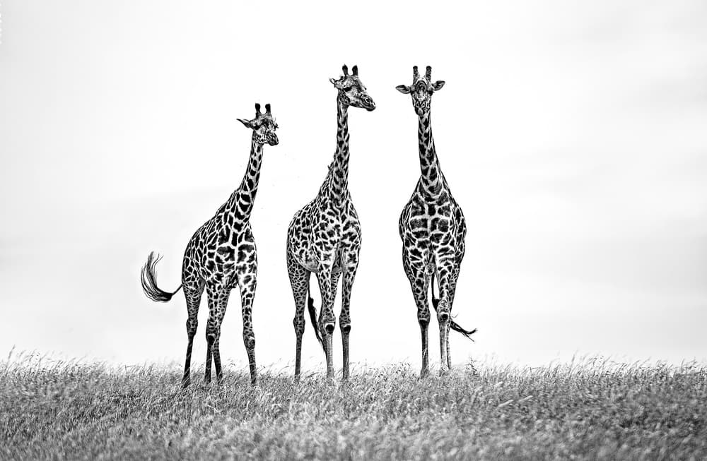 Majestic Giraffe Trio by Xavier Ortega — canvas wall art