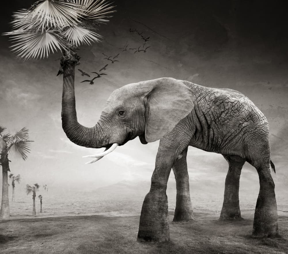 Surreal Elephant Dream by Biao  Huang — canvas wall art