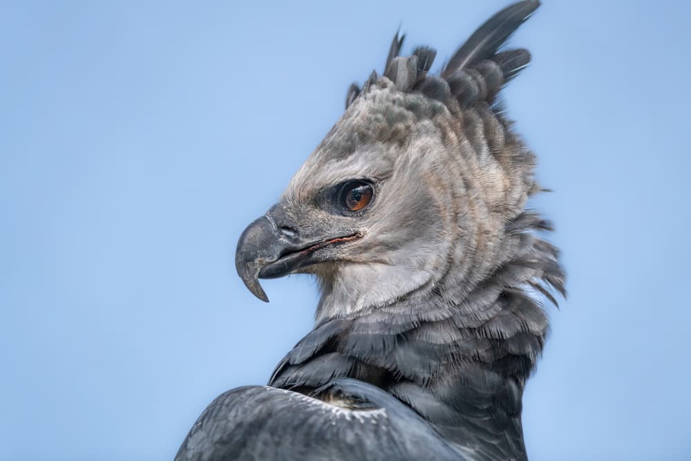 Majestic Harpy Eagle by Jeffrey C. Sink — canvas wall art