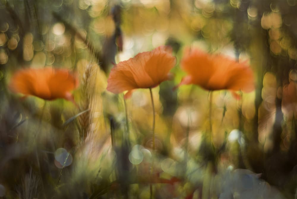 Dreamy Orange Poppies by Ewa Całkosińska-Kajzer — canvas wall art