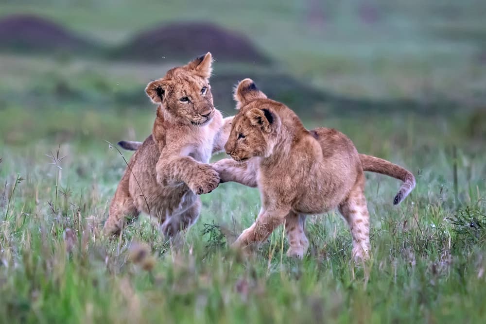 Playful Lion Cubs by Xavier Ortega — canvas wall art