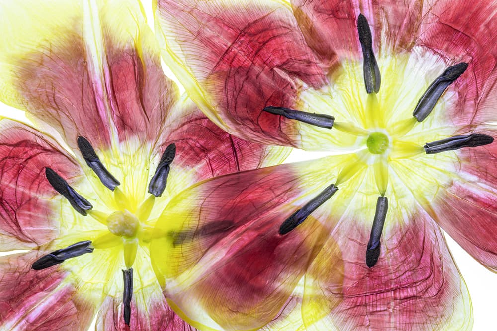 Tulips by Mandy Disher — canvas wall art